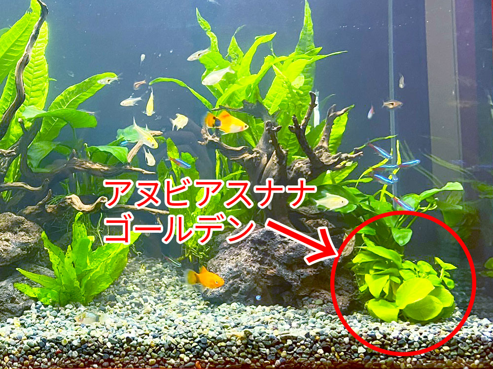 水槽内のアヌビアスナナゴールデンを指す文字入り画像