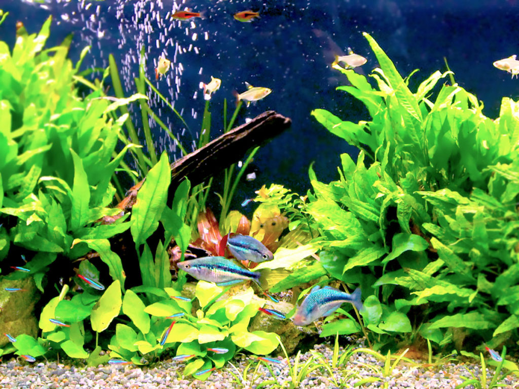 水草が茂る水槽を泳ぐ小型カラシンと熱帯魚の群れ