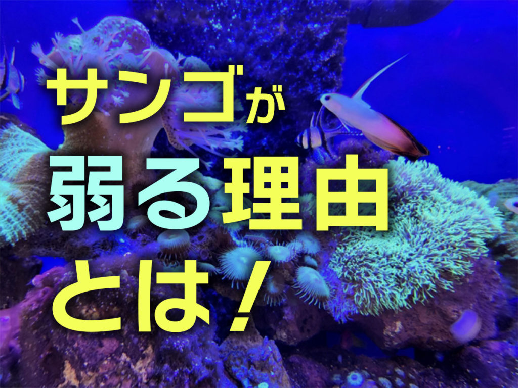 サンゴが弱る理由5個!水槽のサンゴの調子を上げるポイントもご紹介のサムネイル画像