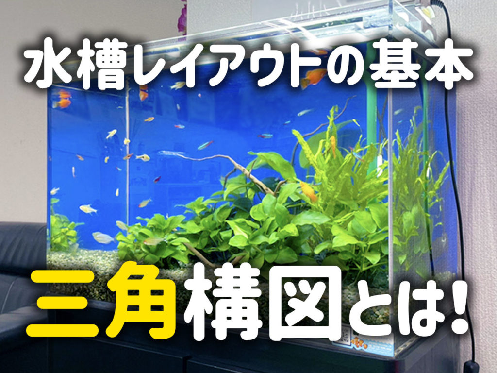 三角構図とは!水槽レイアウトの基本型・構図で奥行きを出そうのサムネイル画像