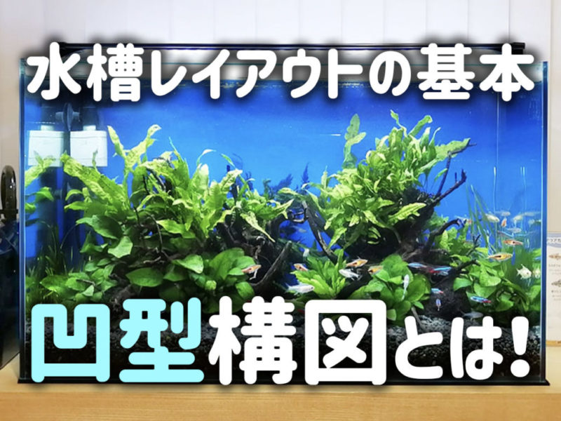 水槽レイアウトの基本と凹型構図についての見出し画像