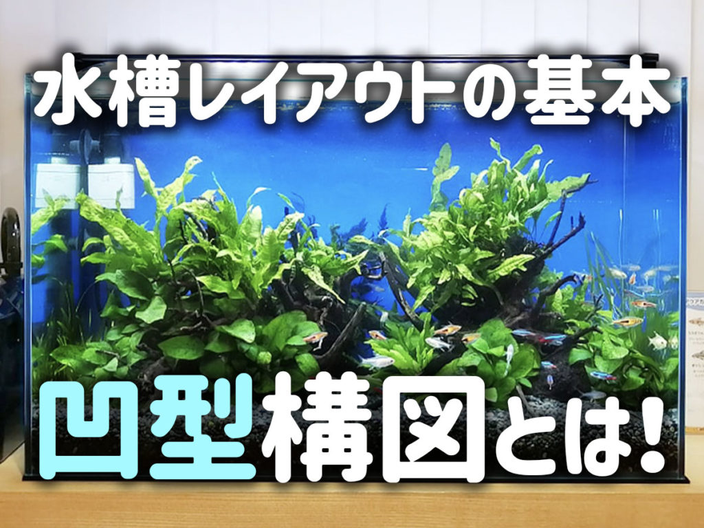 凹構図とは!水槽レイアウトの構図を意識して観賞性を高めようのサムネイル画像