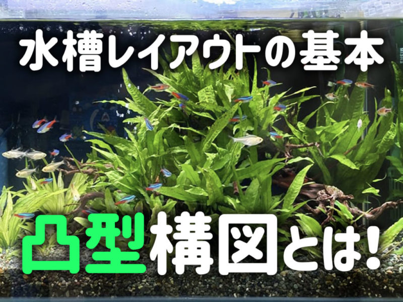 水槽レイアウトの基本凸型構図とは！の文字入り見出し画像
