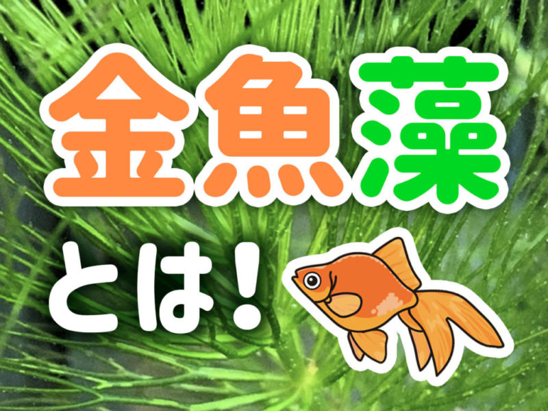 金魚藻とは！の文字と金魚のイラストが入った見出し画像