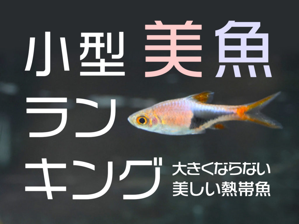 小型美魚ランキング12選!大きくならない・美しい小型熱帯魚をご紹介のサムネイル画像