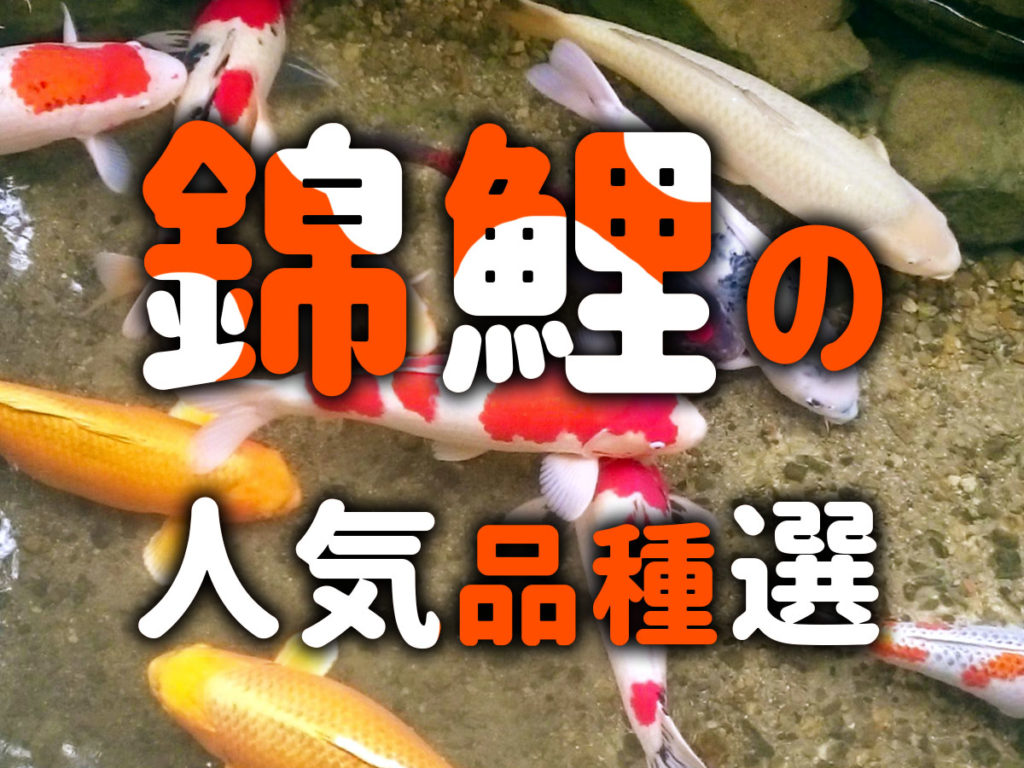 錦鯉の人気品種10選!海外と日本、錦鯉の人気傾向の違いも解説!のサムネイル画像