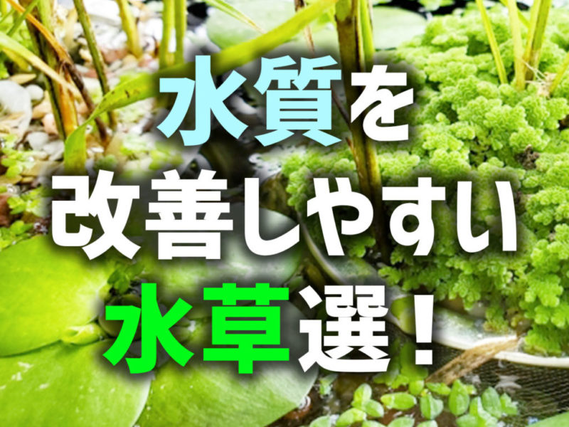 水質を改善しやすい水草選の見出し画像