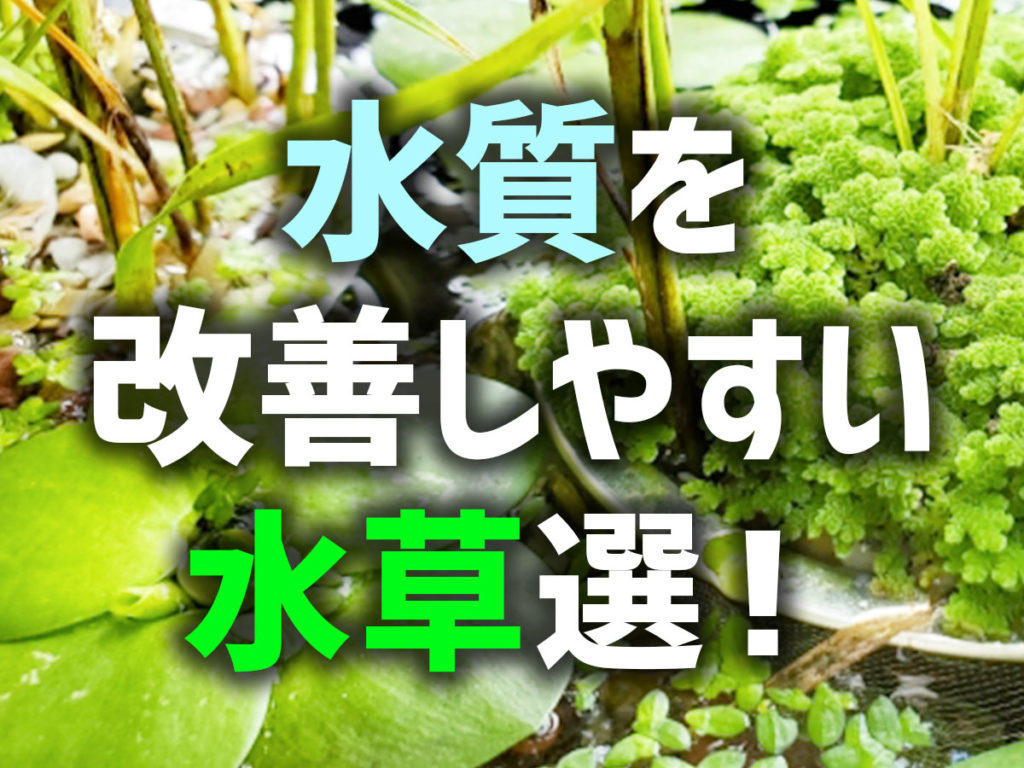水質改善しやすい水草5選!ビオトープにおすすめ・水質改善のポイントのサムネイル画像