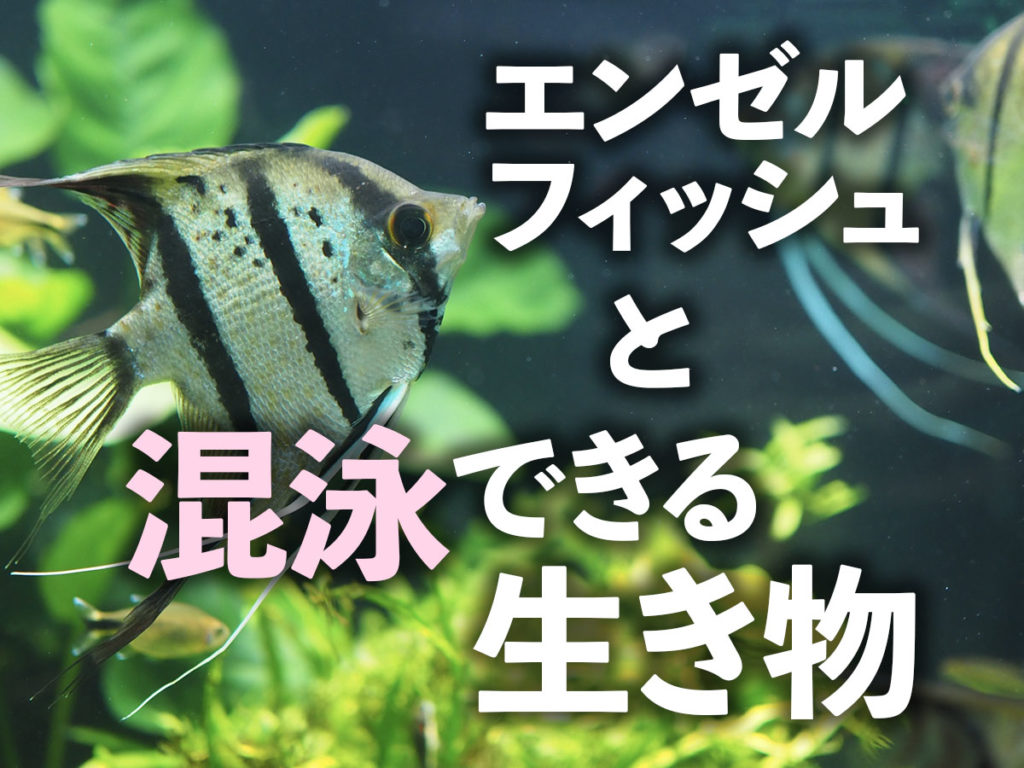エンゼルフィッシュの混泳について!一緒に飼える魚や生き物は何がいる?のサムネイル画像