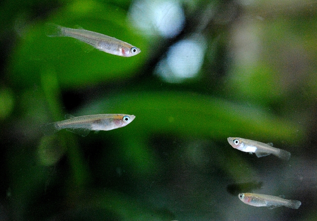 水草を背景に泳ぐ数匹のメダカと水面の反射
