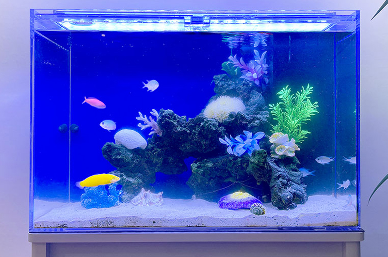 青い背景に岩と人工水草を配置した海水魚水槽の全景