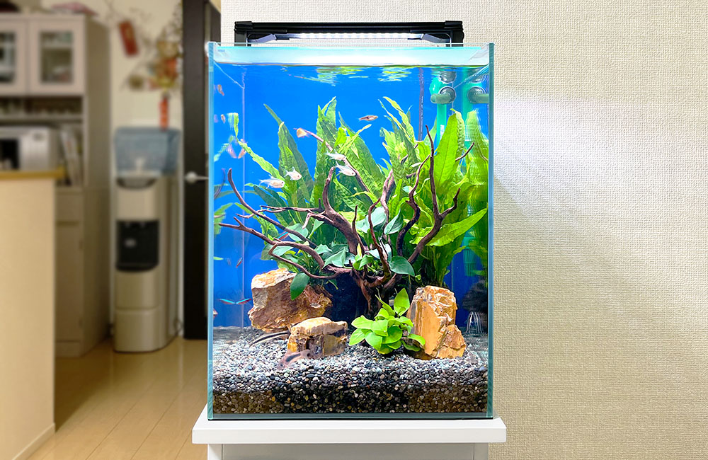 流木と水草を配置した小型カラシンが泳ぐ水槽レイアウト
