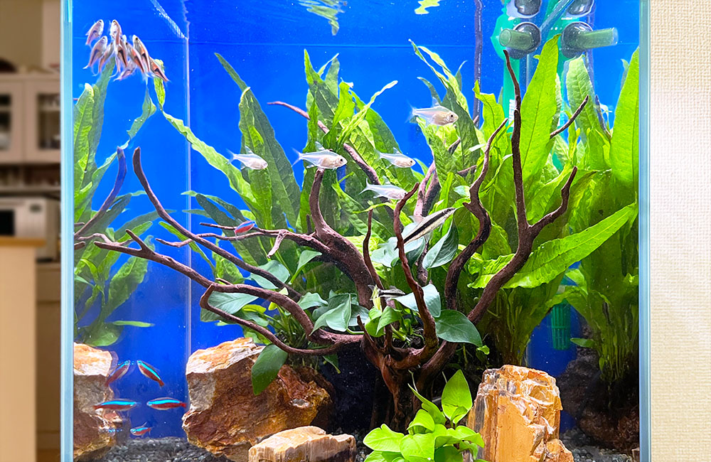 流木と水草を配置した水槽を泳ぐネオンテトラの仲間と小型魚