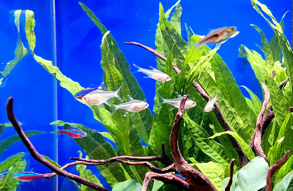 水草と流木の間を泳ぐネオンテトラの仲間と小型熱帯魚群