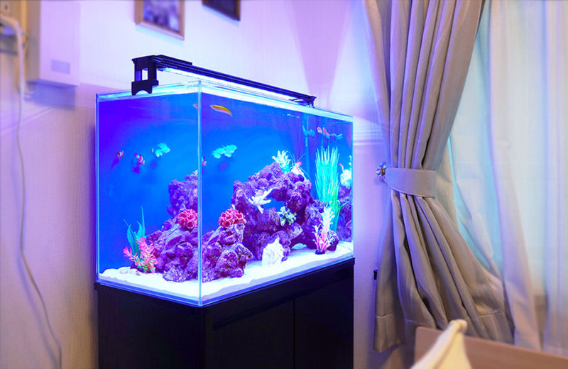 リビングに海水魚が泳ぐ!個人宅の60cm海水水槽 水槽画像3