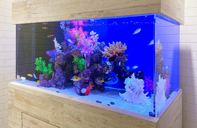 90cm海水魚水槽に60cm水槽からリニューアル!法律事務所のアクアリウム 水槽画像3
