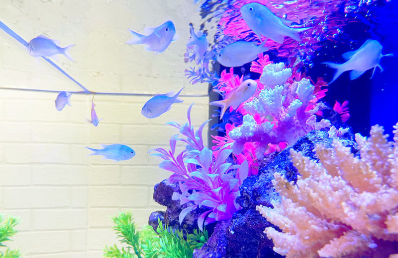 90cm海水魚水槽に60cm水槽からリニューアル!法律事務所のアクアリウム 水槽画像5