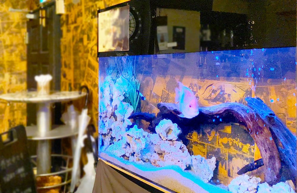 飲食店の水槽スポットメンテナンス!フラワーホーンの水槽のサムネイル画像