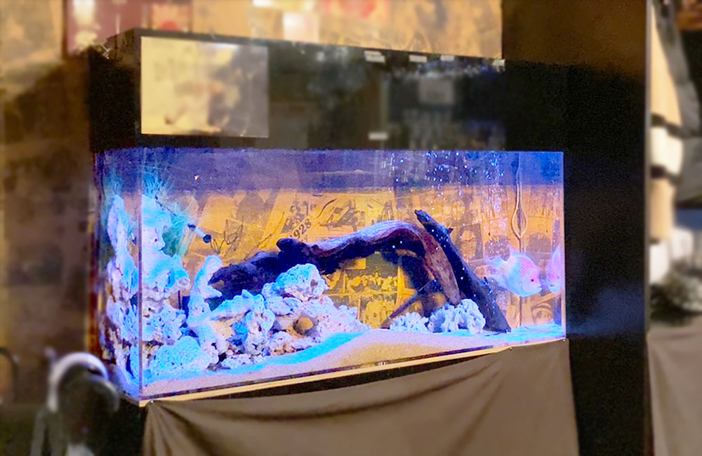 流木と白い岩を配置した青い照明の大型水槽内の熱帯魚