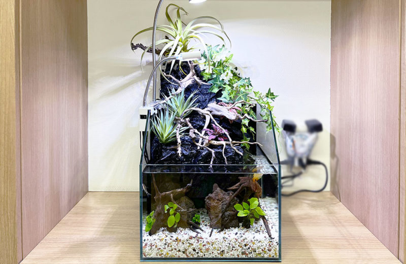 クリニックの小型アクアテラリウムを長期管理!植物と熱帯魚の水槽 水槽画像5