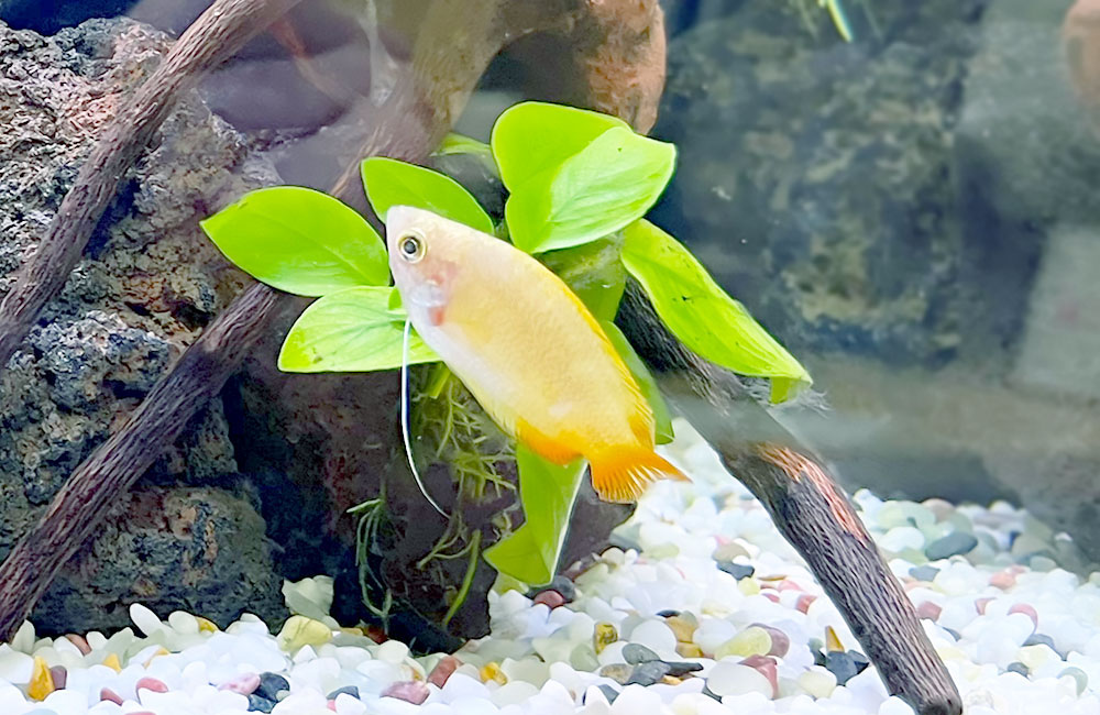 水草の前にいる黄色い熱帯魚と流木や石のレイアウト