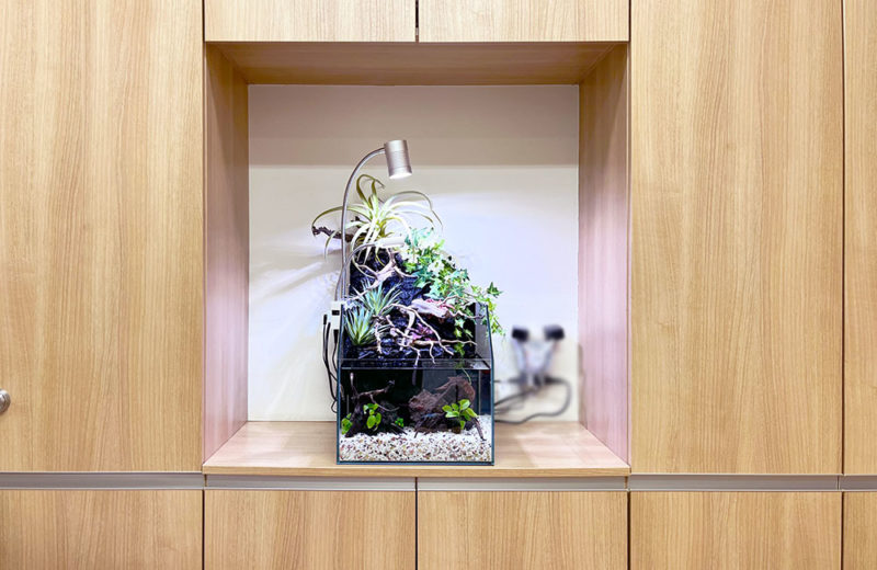 クリニックの小型アクアテラリウムを長期管理!植物と熱帯魚の水槽 水槽画像2
