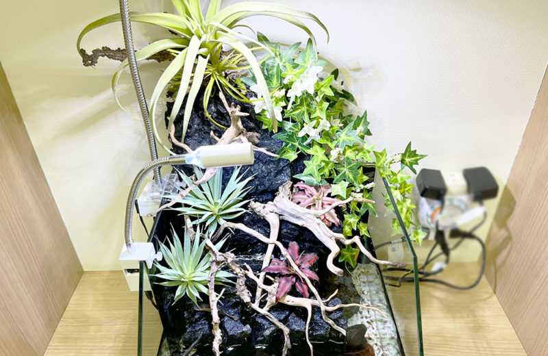 クリニックの小型アクアテラリウムを長期管理!植物と熱帯魚の水槽 水槽画像4