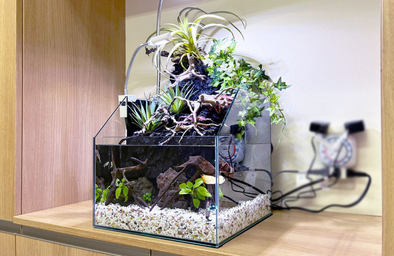 クリニックの小型アクアテラリウムを長期管理!植物と熱帯魚の水槽 水槽画像1