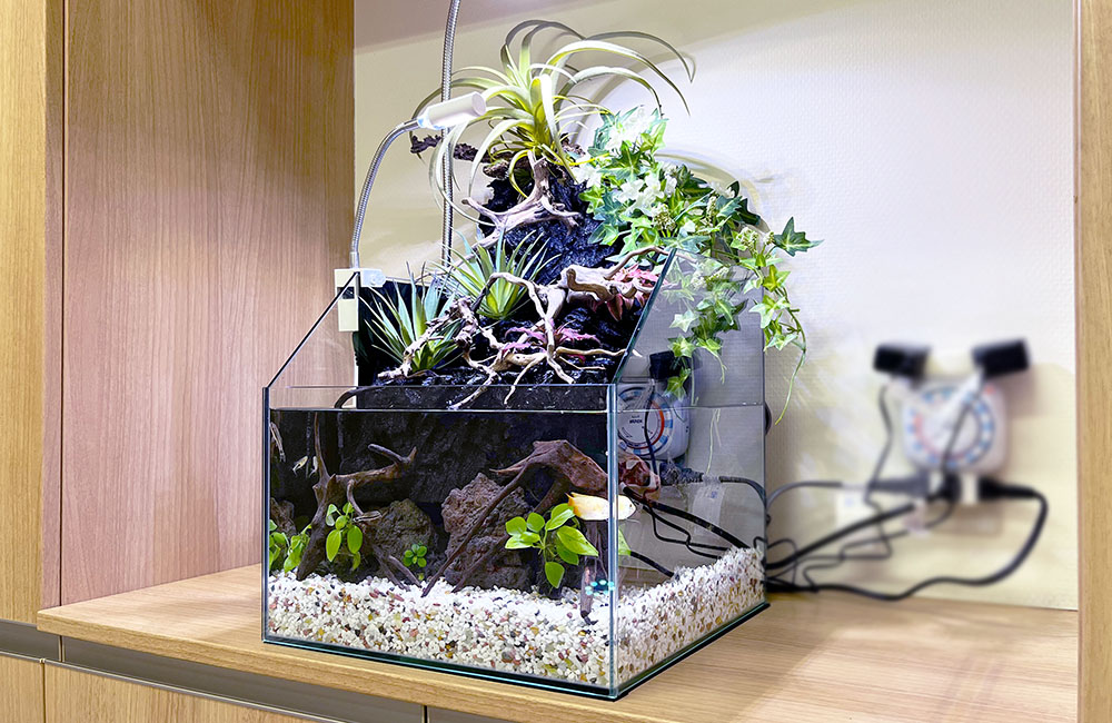 クリニックの小型アクアテラリウムを長期管理！植物と熱帯魚の水槽