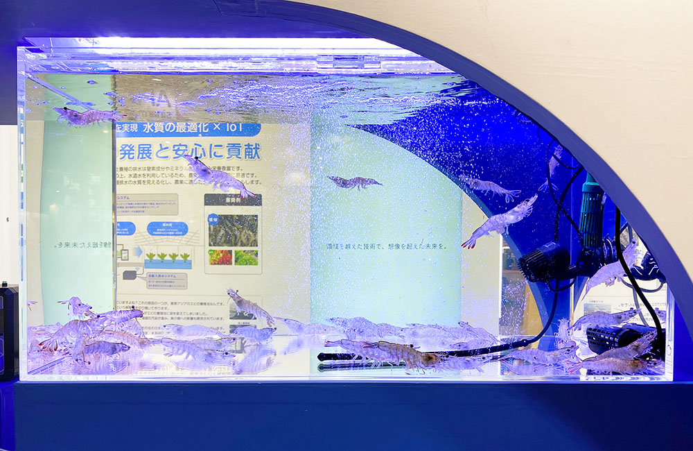 青い照明の水槽内を泳ぐ多数のエビと背景のパネル