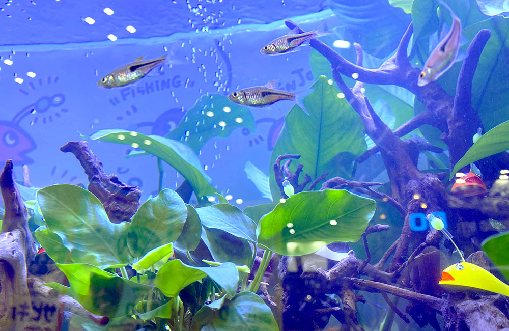 流木とアヌビアス類の間を泳ぐ小型熱帯魚の群れ