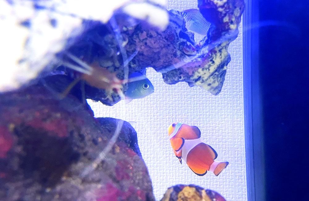 ライブロックの陰に隠れる海水魚とカクレクマノミ