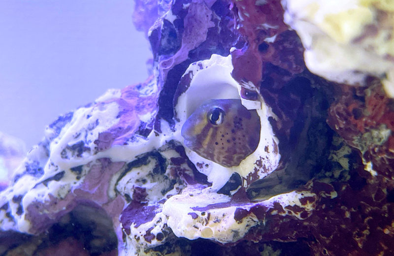 水槽をリニューアル・レンタル!60cmにサイズアップした海水魚水槽 水槽画像5