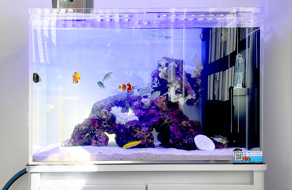 クマノミや海水魚が泳ぐライブロックを組んだ海水水槽