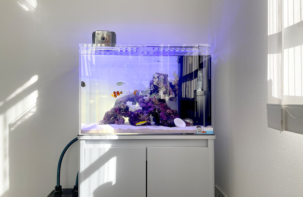 クマノミが泳ぐライブロックを組んだ海水魚水槽