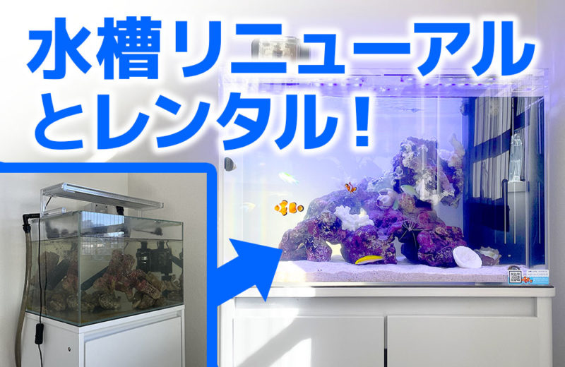 水槽をリニューアル・レンタル!60cmにサイズアップした海水魚水槽 水槽画像1