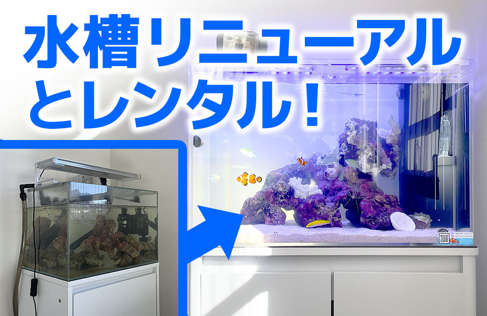 水槽をリニューアル・レンタル！60cmにサイズアップした海水魚水槽