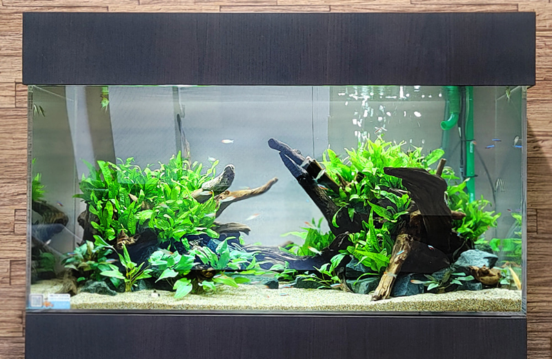 流木と水草を配置した大型の熱帯魚水槽レイアウト