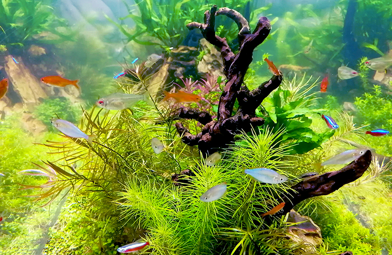 流木と水草の茂みを泳ぐネオンテトラの仲間と小型熱帯魚群