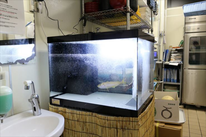 厨房に設置された活魚水槽と泳ぐ一匹の魚