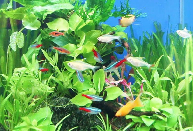 ネオンテトラの仲間や水草が泳ぐ青い背景の水槽内景