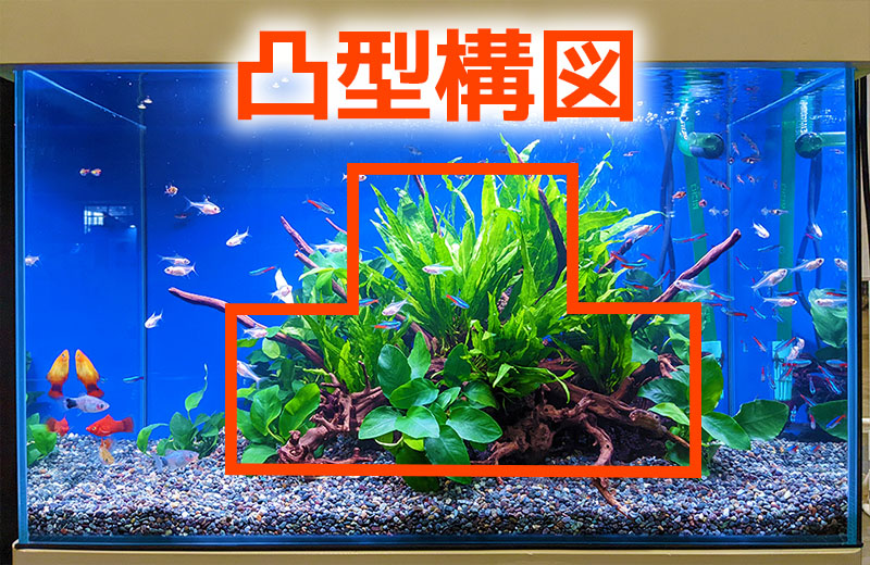 凸型構図と書かれた水草と小型カラシンの泳ぐ水槽画像