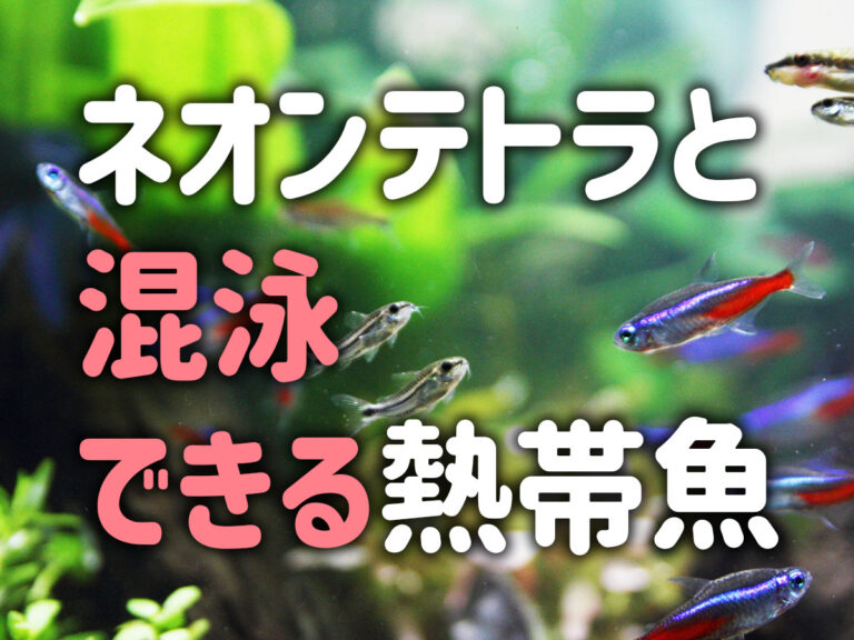 ネオンテトラと混泳できる熱帯魚の文字入り見出し画像