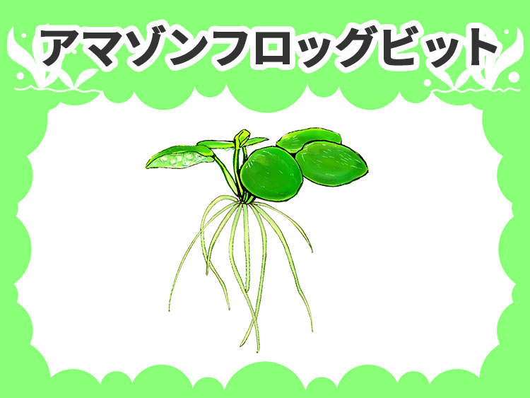 アマゾンフロッグビットの水草図鑑