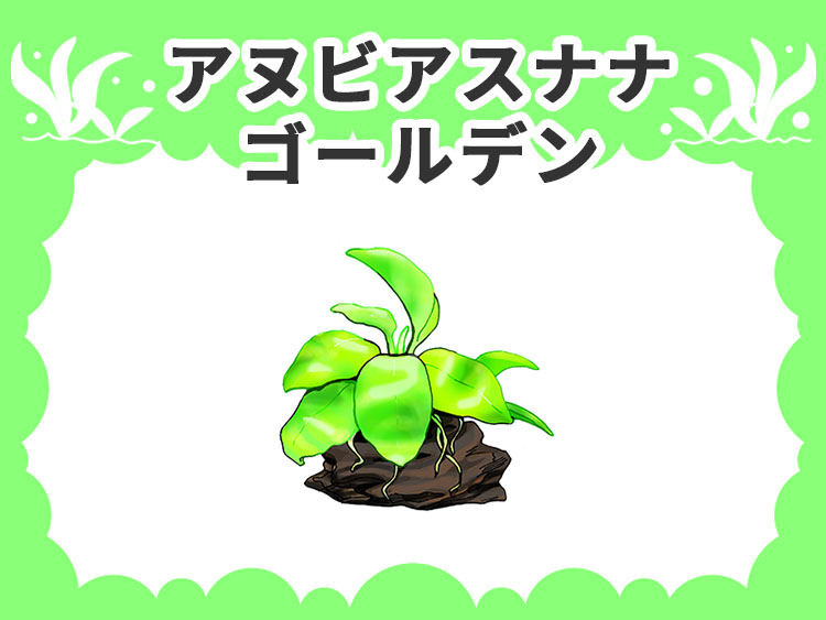 アヌビアスナナ ゴールデンの水草図鑑