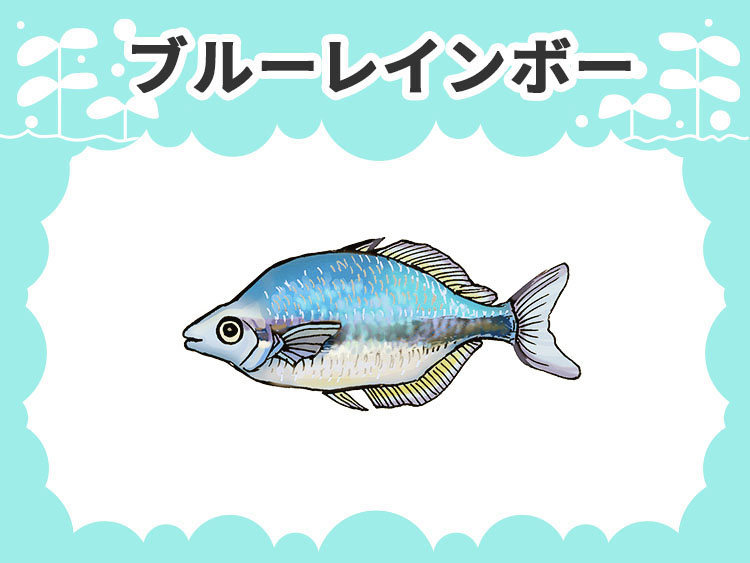 ブルーレインボーのお魚図鑑
