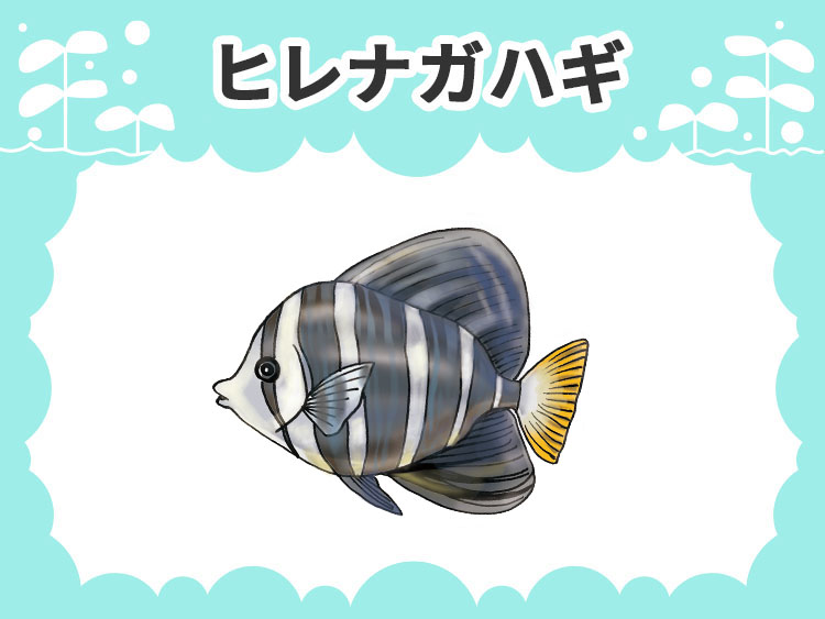 ヒレナガハギの文字と海水魚のイラストの見出し画像
