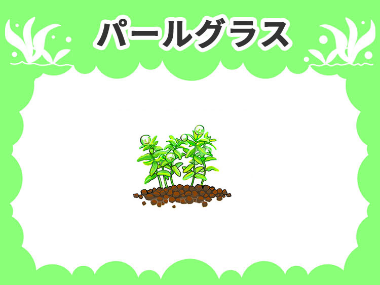 パールグラスの水草図鑑
