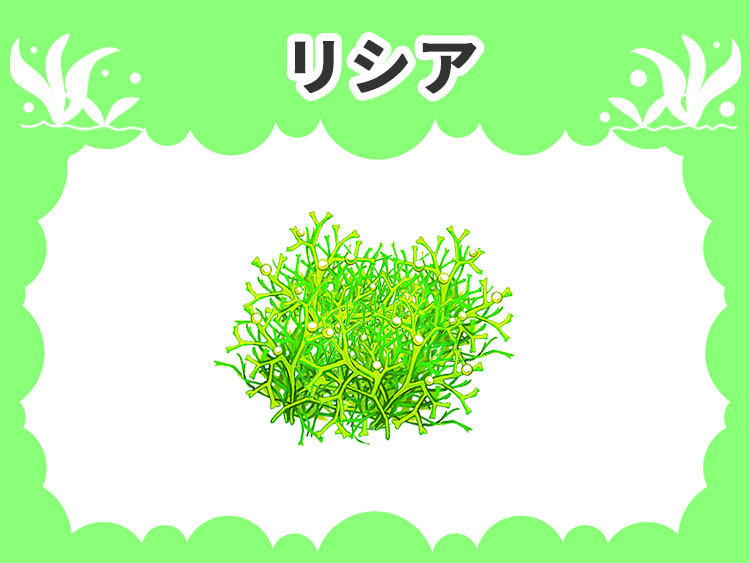 リシアの水草図鑑