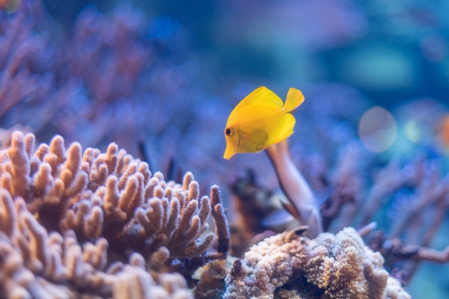 サンゴ礁を泳ぐ黄色い海水魚とピンク色のサンゴ